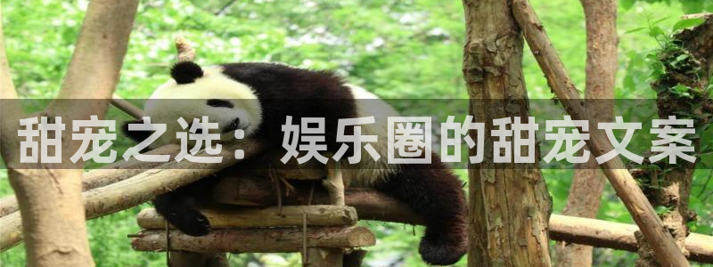 jdb电子官网登录入口：甜宠之选：娱乐圈的甜宠文案